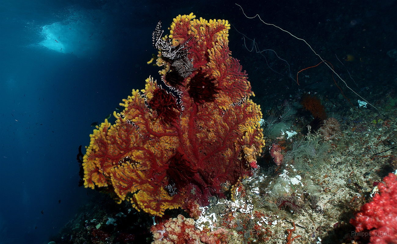 Raja Ampat 2016 - Corail - Gorgone - IMG_4780_rc.jpg